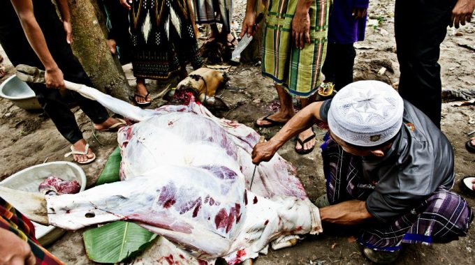 Anjuran Tidak Memotong Kuku & Rambut Bagi Yang Melaksanakan Ibadah Korban 2024