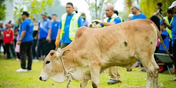 QURBAN: AMALAN YANG DITUNTUT DI DALAM ISLAM